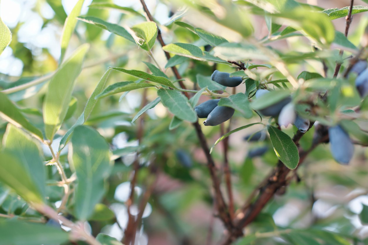 JAGODA KAMCZACKA DLINNOPŁODNA - 2