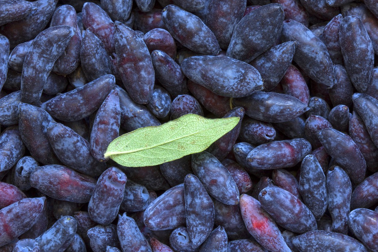 JAGODA KAMCZACKA DLINNOPŁODNA - 3