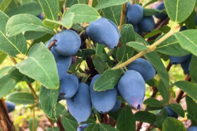 JAGODA KAMCZACKA BRĄZOWA