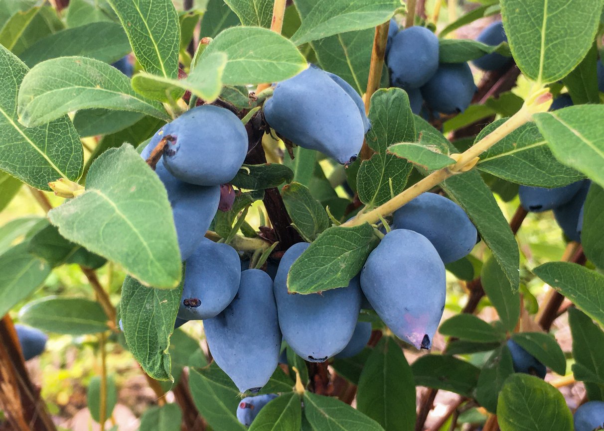 JAGODA KAMCZACKA BRĄZOWA