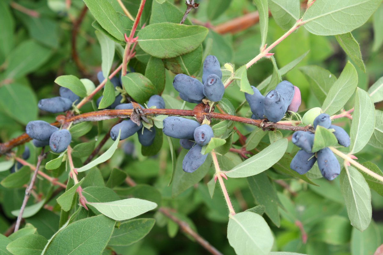 JAGODA KAMCZACKA BRĄZOWA - 2