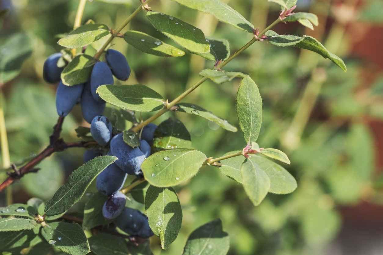 JAGODA KAMCZACKA BRĄZOWA - 4