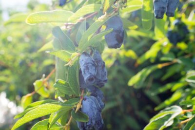 JAGODA KAMCZACKA CZELABINKA