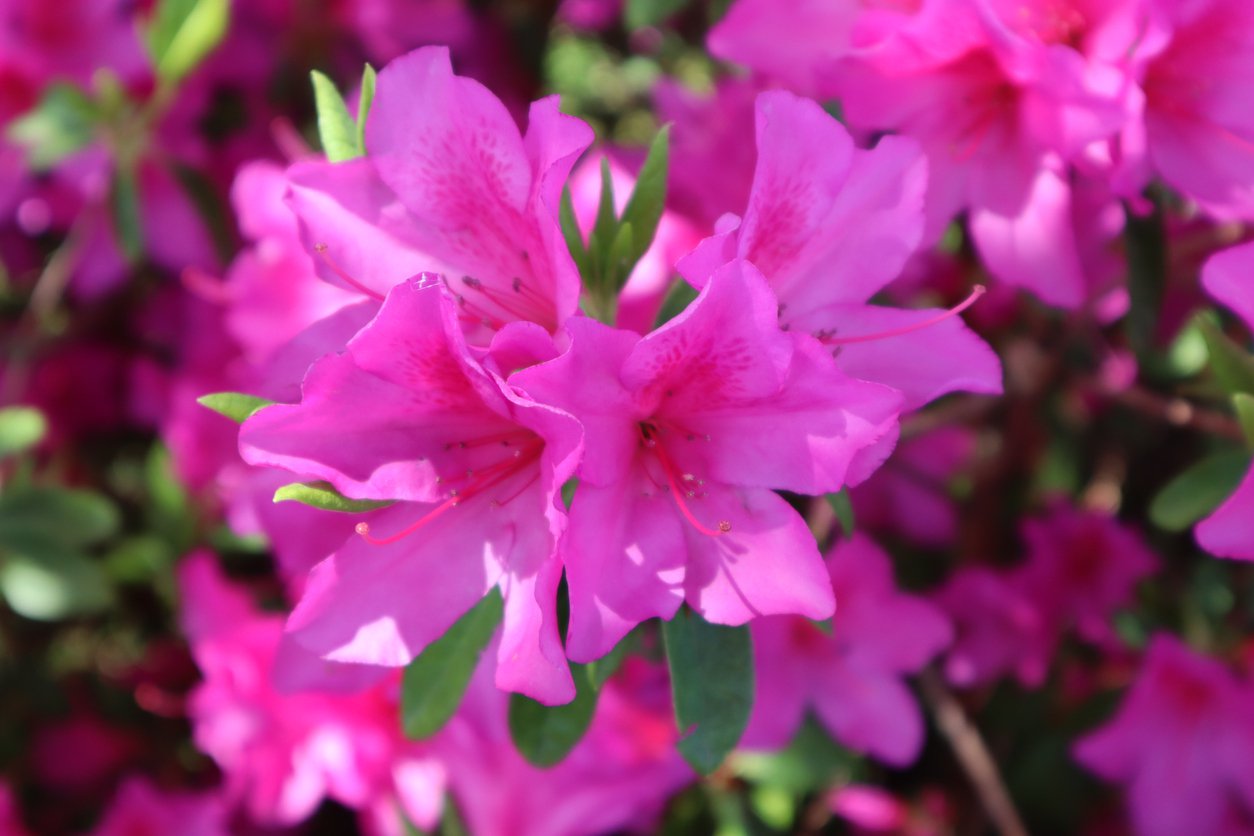 AZALIA JAPOŃSKA RUBINETTA - 2