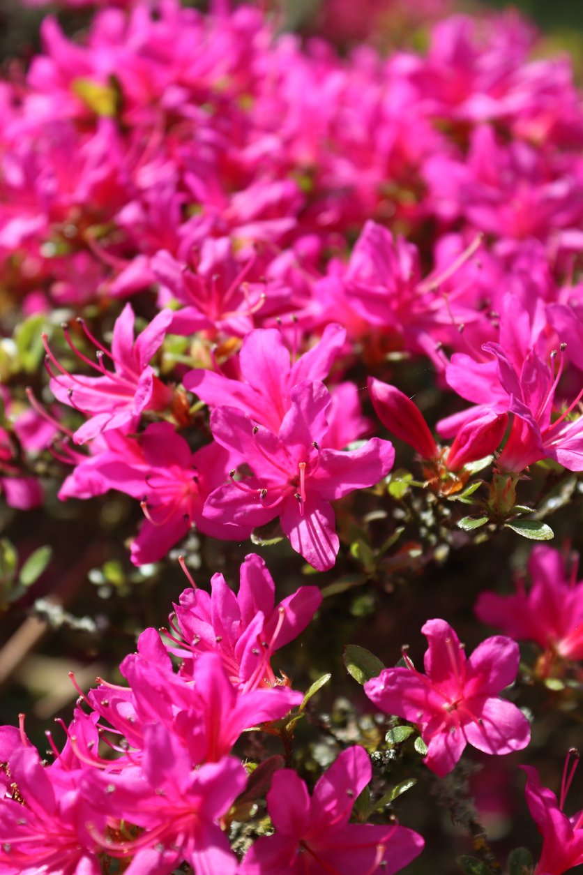 AZALIA JAPOŃSKA RUBINETTA - 3