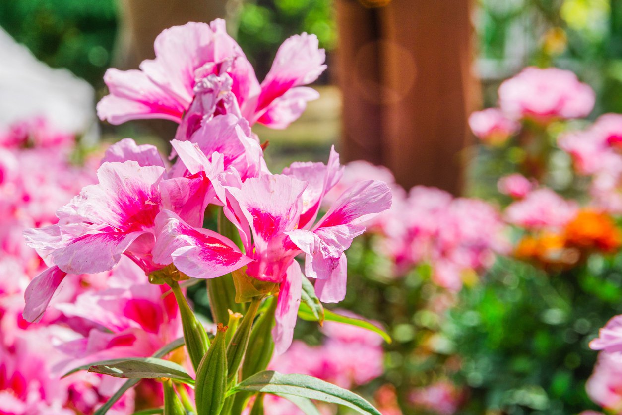 AZALIA JAPOŃSKA KIRSTIN - 2