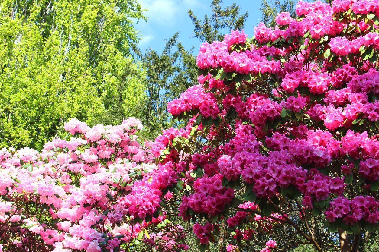 AZALIA JAPOŃSKA KIRSTIN - 3