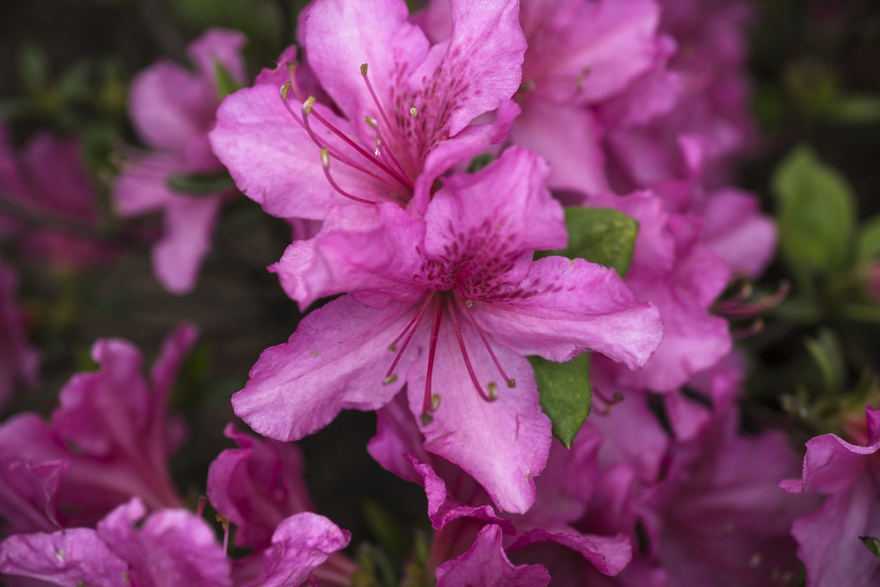 AZALIA JAPOŃSKA KIRSTIN