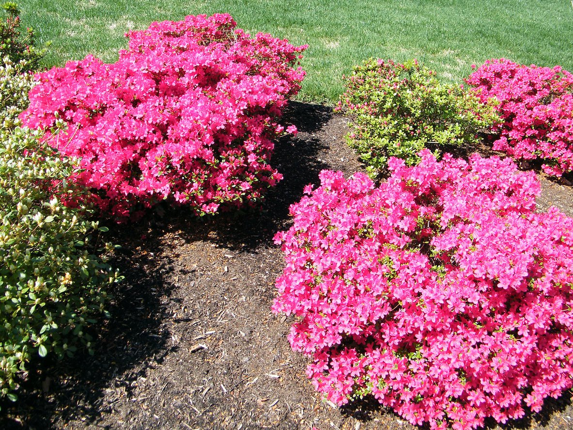 AZALIA JAPOŃSKA ENZETT LILIENSTEIN - 3