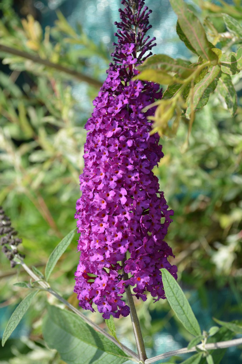 BUDLEJA DAVIDA SANTANA - 3