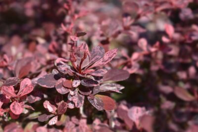BERBERYS THUNBERGA HARLEQUIN