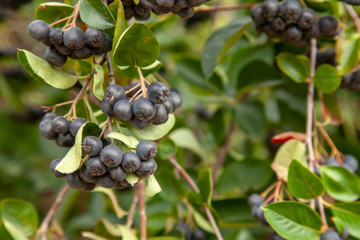 Jarząb jadalny BURKA - 2
