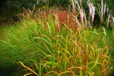 MISKANT CHIŃSKI SIRENE