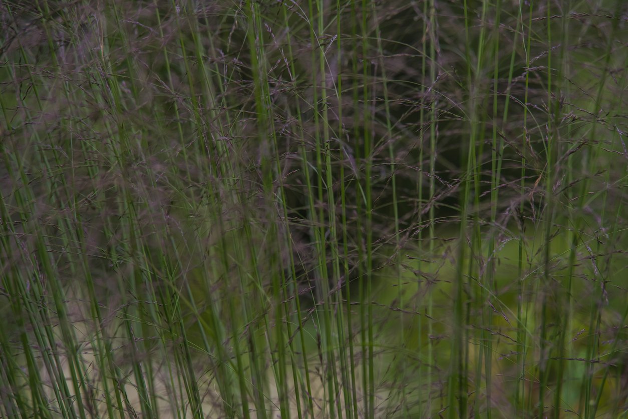 TRZĘŚLICA TRZCINOWATA TRANSPARENT - 2