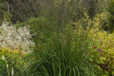 TRZĘŚLICA TRZCINOWATA TRANSPARENT