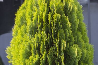 TUJA THUJA YELLOW RIBBON