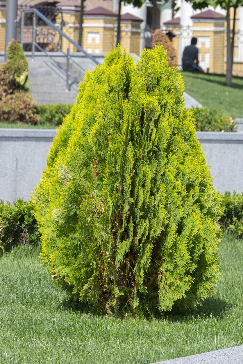 TUJA THUJA YELLOW RIBBON - 2