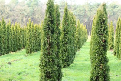 TUJA THUJA DEEGROOTS SPIRE