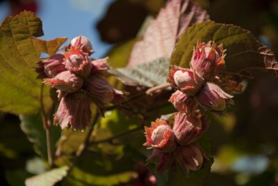 LESZCZYNA Orzech laskowy LAMBERTA CZERWONY