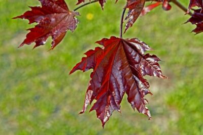 Klon pospolity CRIMSON SENTRY