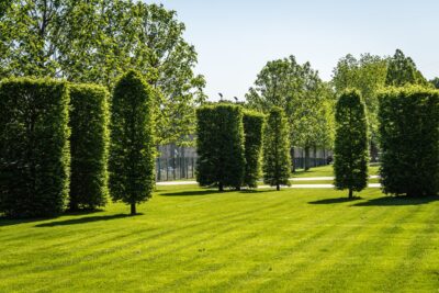 Grab kolumnowy FASTIGIATA