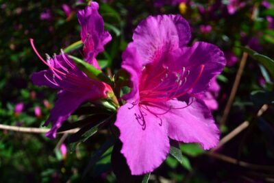 AZALIA JAPOŃSKA BLUE DANUBE