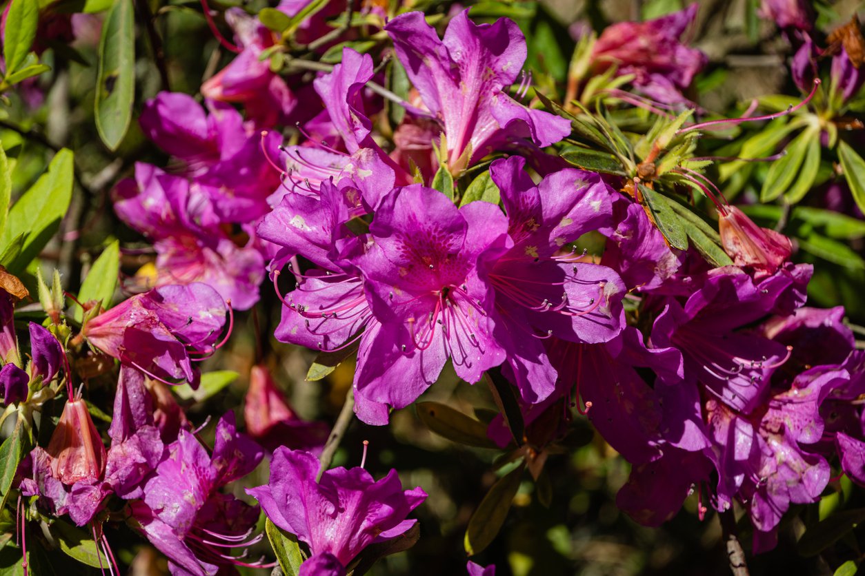 AZALIA JAPOŃSKA BLUE DANUBE - 2