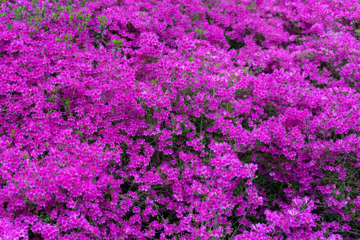 AZALIA JAPOŃSKA BLUE DANUBE - 3