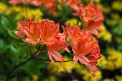 Azalia JUANITA 50cm doniczka