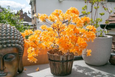 Azalia GLOWING EMBERS