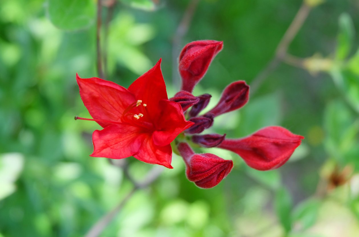 Azalia NABUCCO 50cm doniczka