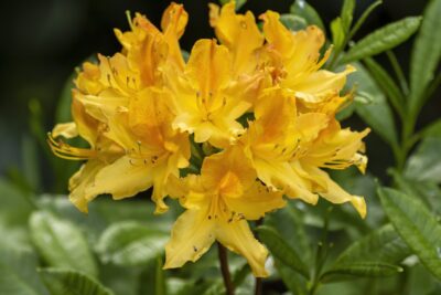 Azalia GOLDEN FLARE 90cm doniczka