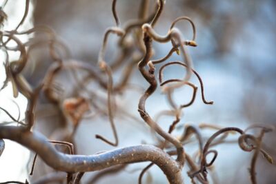 Leszczyna ozdobna CONTORTA 150cm