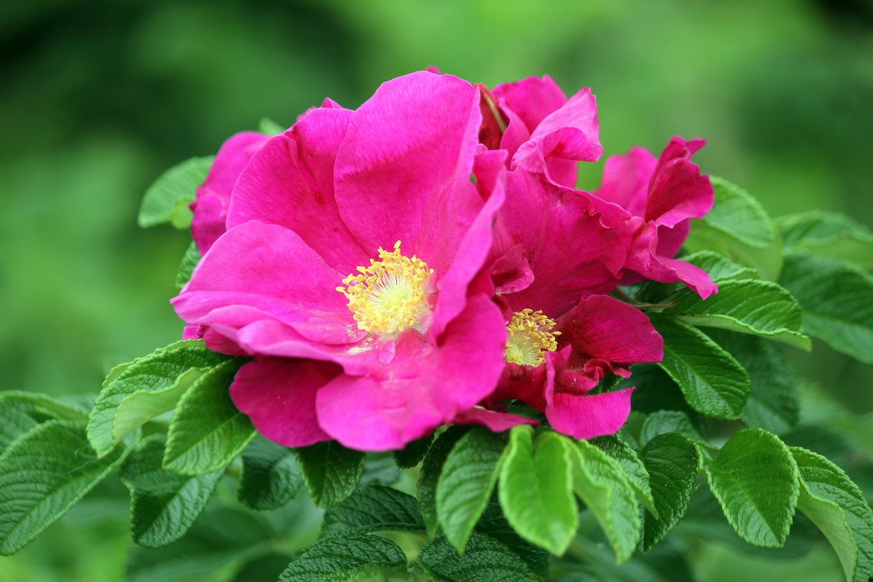 Rosa róża RUGOSA 40cm doniczka