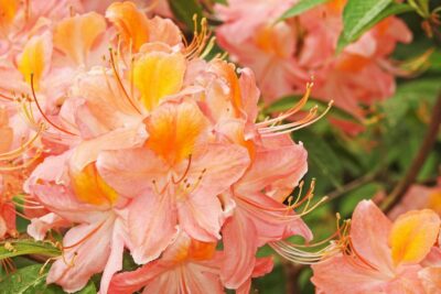 AZALIA JAPOŃSKA SIGNALGLUHEN