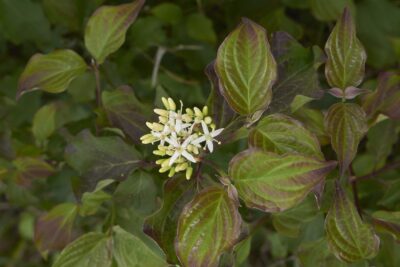 Dereń fioletowy ŚWIDWA na pniu 150cm doniczka