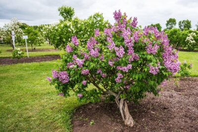 Lilak PALIBIN na pniu