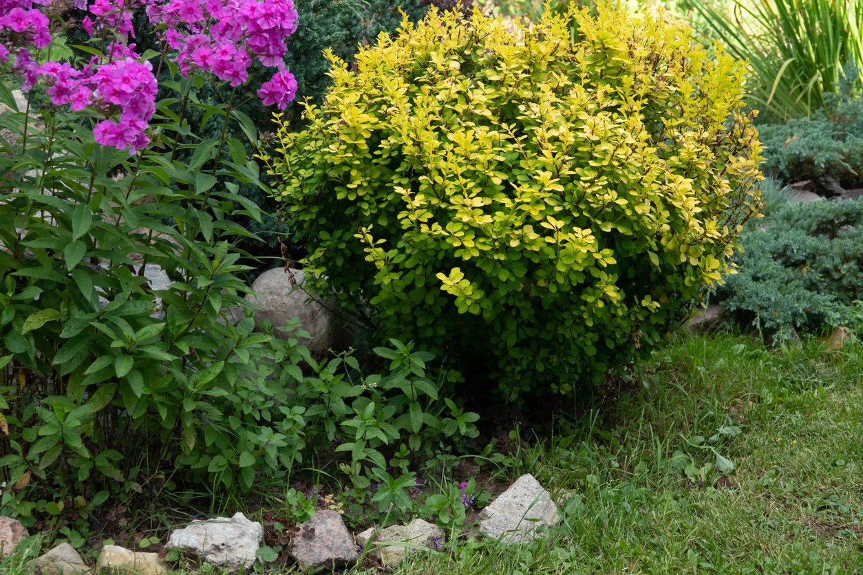 BERBERYS LIME STAR - 2