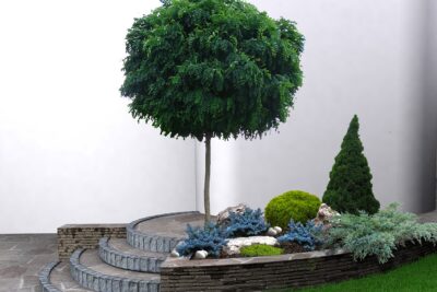 Robinia akacjowa UMBRACULIFERA