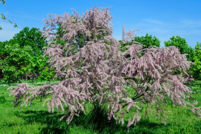 Tamaryszek PIĘCIOPRĘCIKOWY