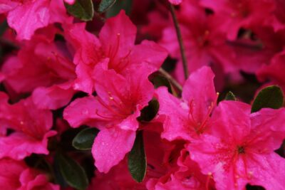 Azalia japońska  GILBERT MULLIE 25cm doniczka