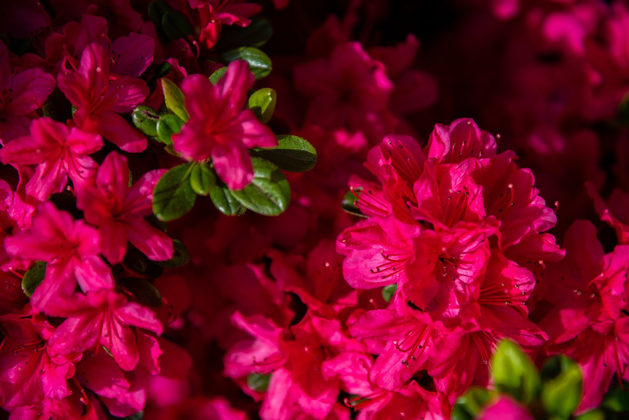 Azalia japońska TOREADOR