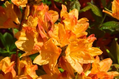 Azalia CHRISTOPHER WREN