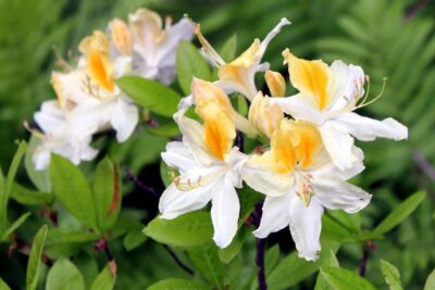 Azalia NORTHERN HI-LIGHTS