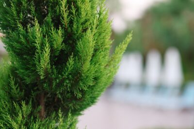 TUJA BRABANT 120-140CM DONICZKA