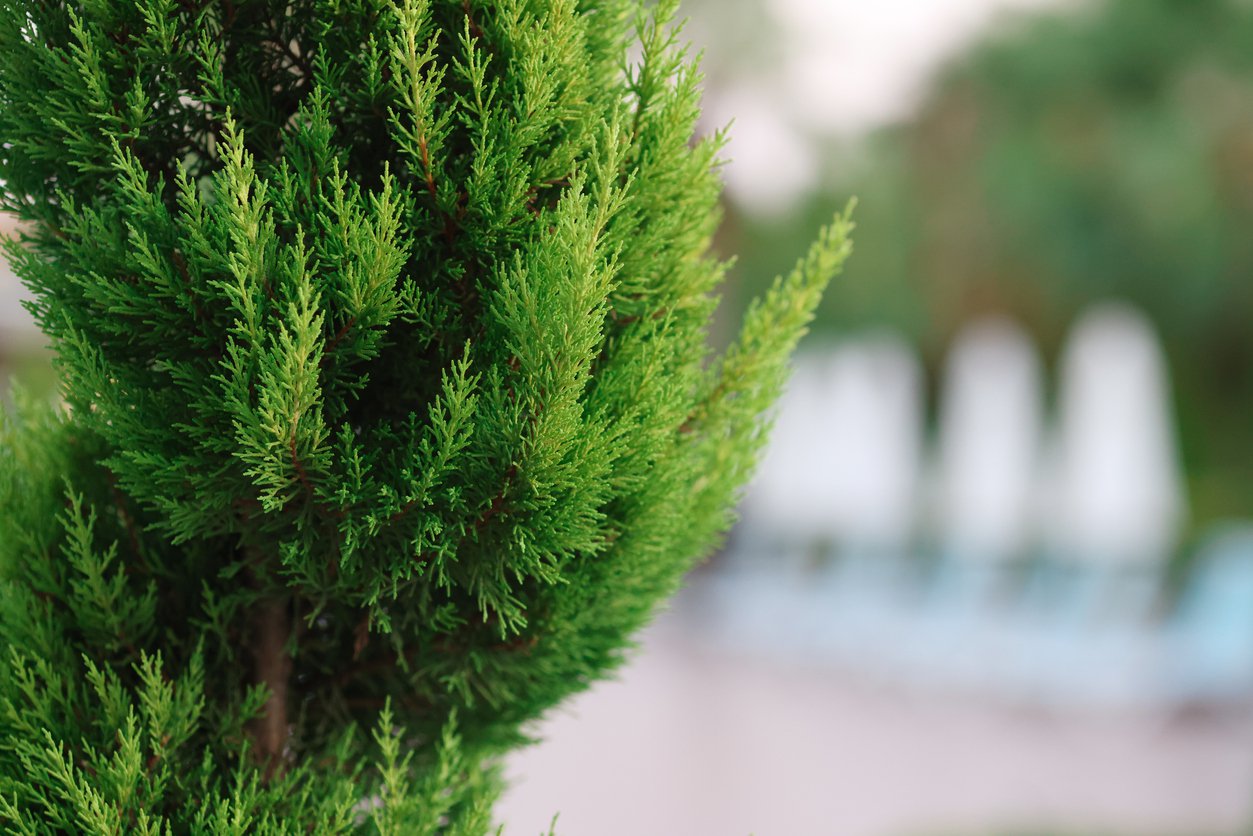 TUJA BRABANT 120-140CM DONICZKA