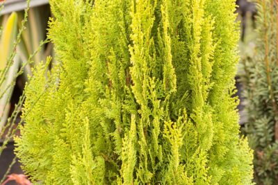 Tuja thuja EUROPE GOLD
