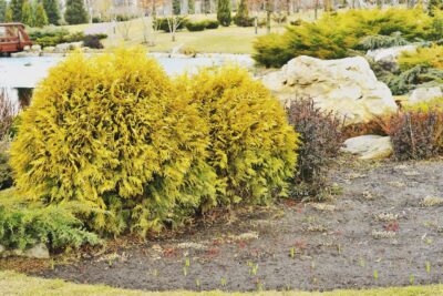 Tuja thuja GOLDEN GLOBE 20cm doniczka