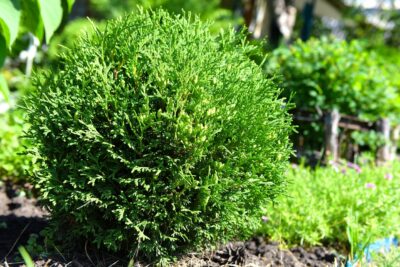 Tuja thuja LITTLE GIANT 30cm doniczka