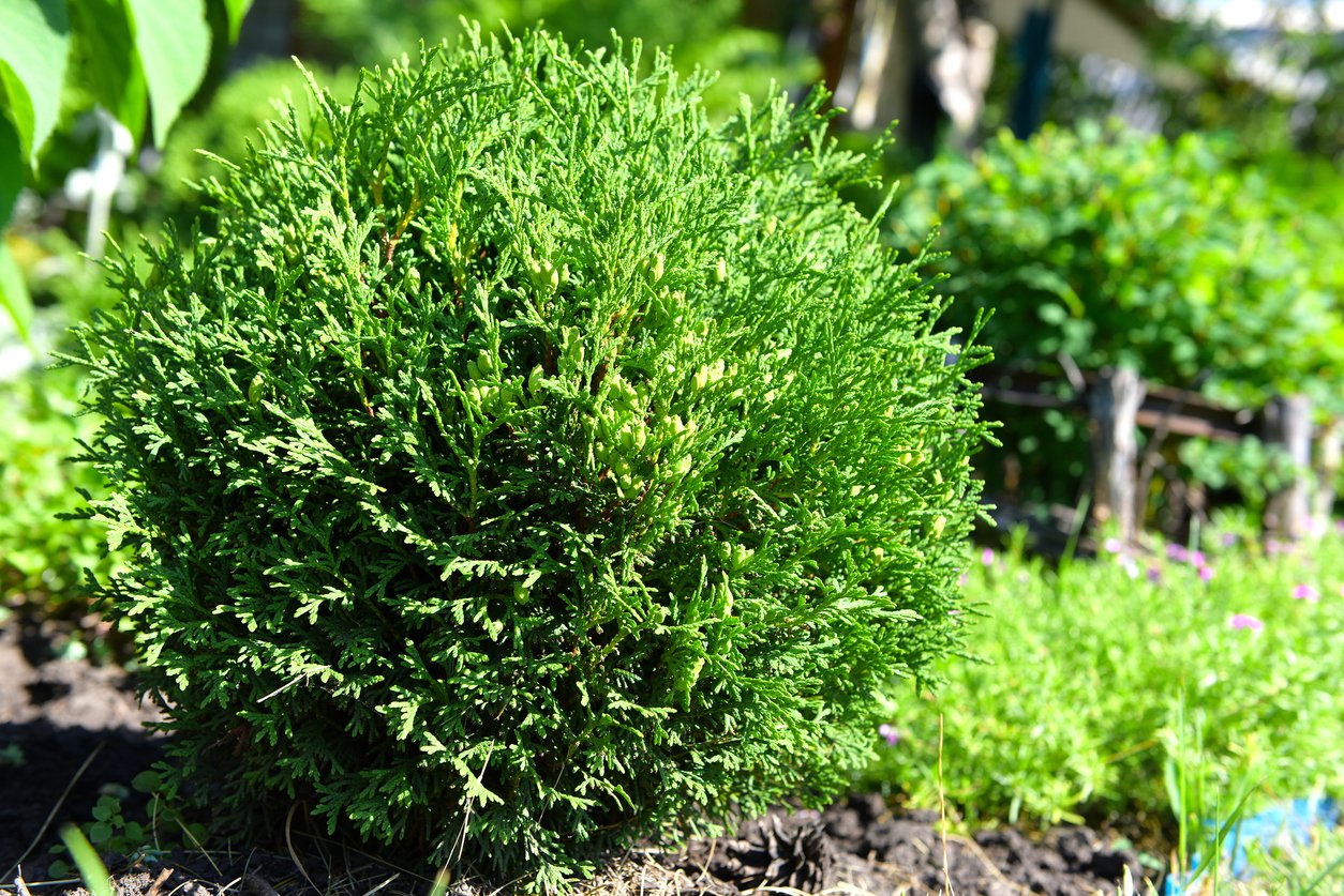 Tuja thuja LITTLE GIANT 30cm doniczka